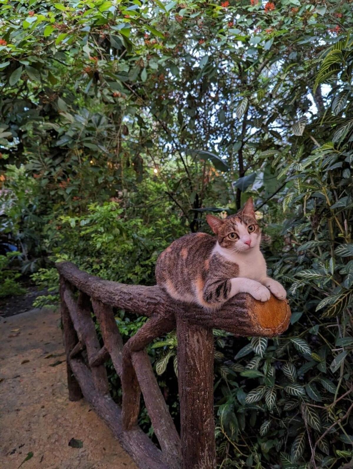 La Fortuna Villa Tucan מראה חיצוני תמונה